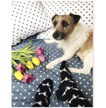 Kolorowe skarpetki - Jack Russel