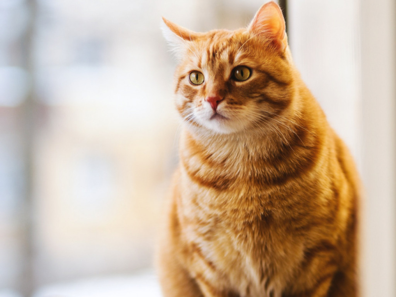 Skarpetki w koty – dla prawdziwych kociarzy