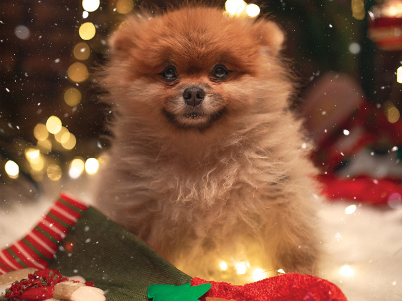 Kochasz swojego pupila? Wyraź to poprzez kolorowe skarpetki!